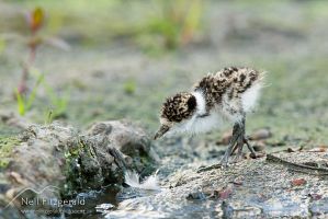 Spur-winged plover