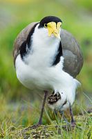 Spur-winged plover
