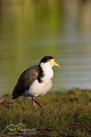 Spur-winged plover