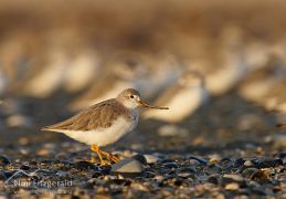 Terek sandpiper