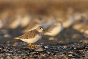 Terek sandpiper