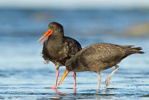 Variable oystercatcher