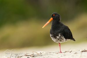 Variable oystercatcher