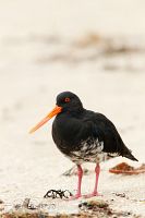 Variable oystercatcher