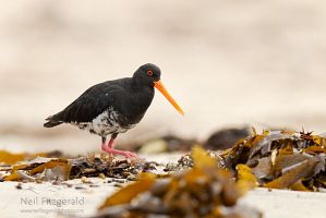 Variable oystercatcher
