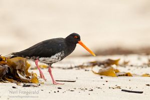 Variable oystercatcher