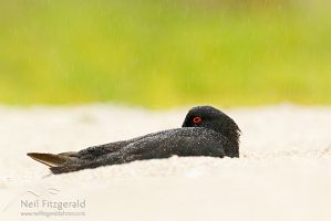 Variable oystercatcher