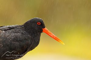 Variable oystercatcher