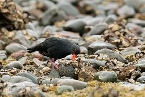 Variable oystercatcher