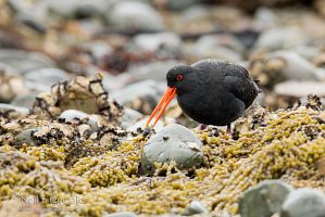 Variable oystercatcher