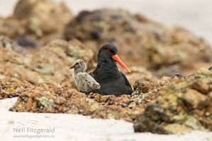 Variable oystercatcher