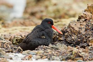 Variable oystercatcher