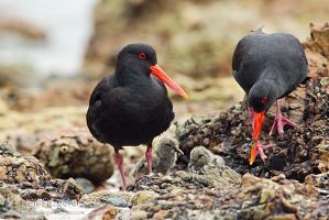 Variable oystercatcher