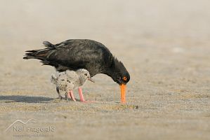 Variable oystercatcher