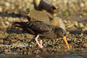 Variable oystercatcher