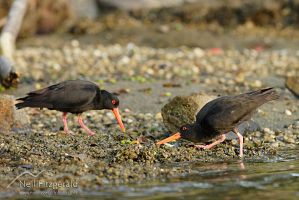 Variable oystercatcher