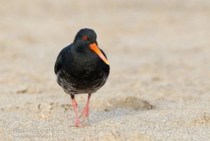 Variable oystercatcher