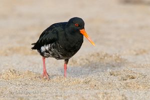 Variable oystercatcher