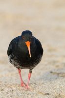 Variable oystercatcher
