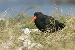 Variable oystercatcher