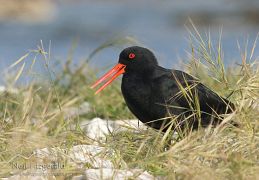 Variable oystercatcher