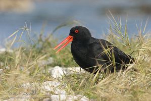 Variable oystercatcher