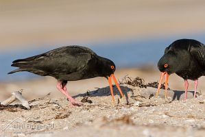 Variable oystercatcher