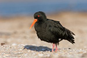 Variable oystercatcher