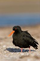 Variable oystercatcher