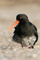 Variable oystercatcher