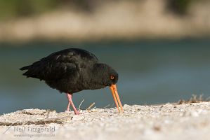 Variable oystercatcher
