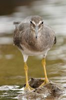 Wandering tattler