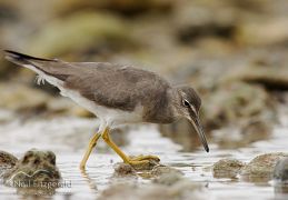 Wandering tattler