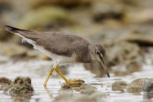 Wandering tattler