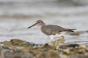 Wandering tattler