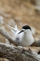 White-fronted tern