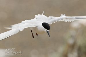 White-fronted tern