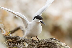 White-fronted tern