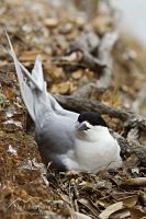 White-fronted tern