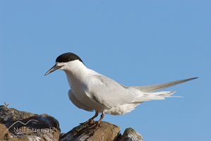 White-fronted tern