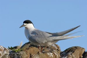 White-fronted tern