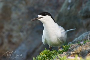 White-fronted tern