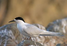White-fronted tern