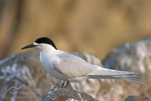 White-fronted tern