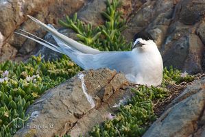 White-fronted tern