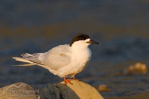 White-fronted tern