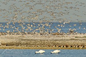 Wrybill flock