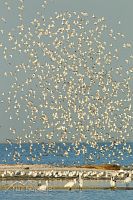 Wrybill flock