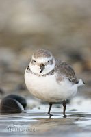 Wrybill