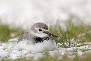 Wrybill
